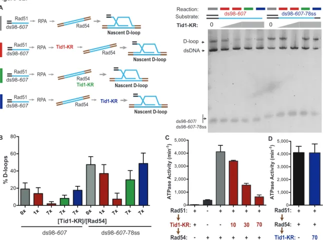 Figure S2: Tid1 competes with Rad54 to inhibit D-loops before they are formed and  inhibits Rad54’s ATPase activity