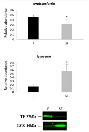 FIGURE 4 | Western-blot quantification and signals of ovotransferrin (TF) and lysozyme (LYZ) in sperm from fertile (F) and subfertile (SF) roosters
