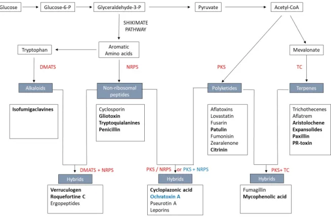 Figure 1. Biosynthetic pathways of secondary metabolites. In grey boxes, the typical backbone of  secondary metabolites