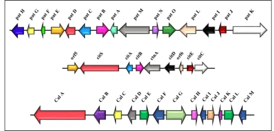 Figure 2. Gene clusters of the patulin biosynthesis pathway (the first one at the top) (15 genes, 40 kb)  [39] and the citrinin biosynthesis pathway (the middle group) (nine genes, 22 kb) [40,41] in Penicillium  expansum; cluster of the calbistrin biosynth