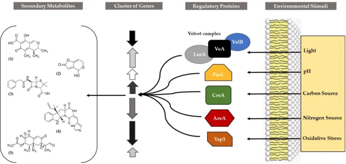 Figure 3. Global regulatory proteins involved in the regulation of gene clusters involved in the  production of various secondary metabolites in Penicillium (1) citrinin, (2) patulin, (3) penicillin G, (4)  roquefortine C, and (5) PR-toxin, adapted from Br