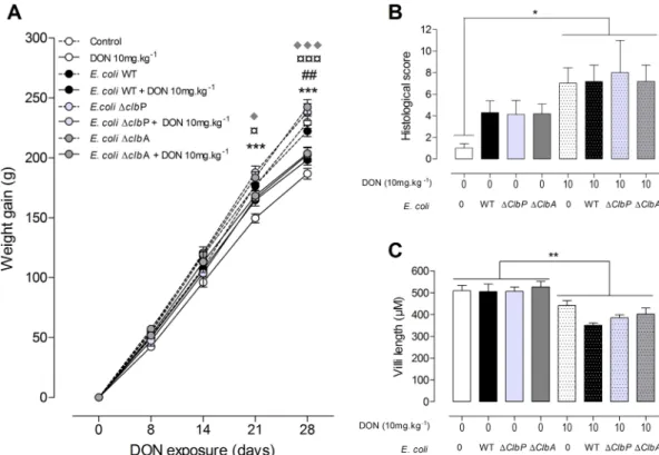 FIG 4 Exposure to DON reduces body weight gain and alters the jejunal tissue in adult animals independently of the colonizing E