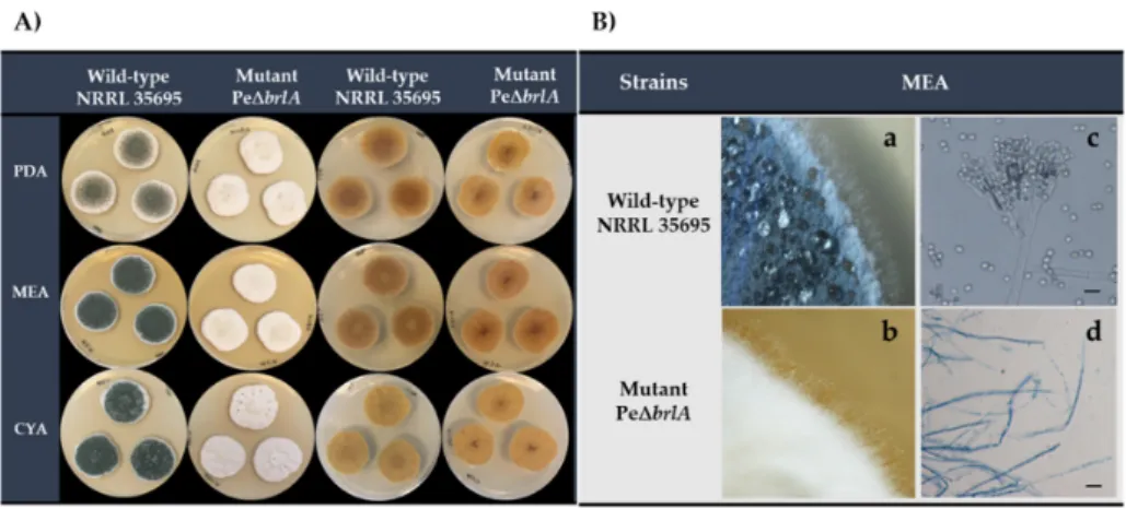 Figure 1. Morphological appearance of wild type Penicillium expansum and the null mutant Pe∆brlA strains