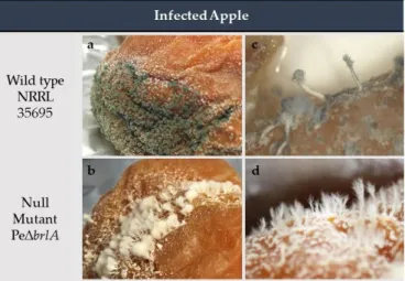 Figure 4. Apples infected with Penicillium expansum after 30 days of incubation at 25 °C in the dark