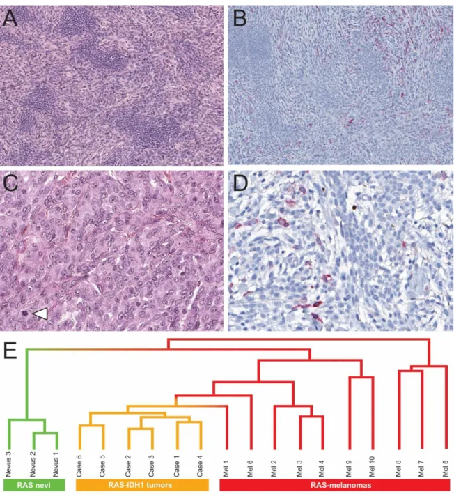 Figure 3. Histological characteristics (continued), immunostains and hierarchical  clustering