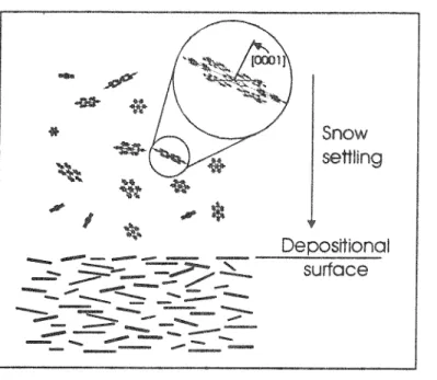 Figure 14: In this model, a preferred lattice orientation also originates early in the formation of the ice  shelf