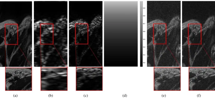 Fig. 1: (a) TRF mimicking a human kidney (r of size 1300 × 300 pixels), (b) simulated fundamental image y f , (c) simulated harmonic image y h , (d) attenuation map used to simulate the harmonic image in (c), with value equal to 1 (no attenuation) close to