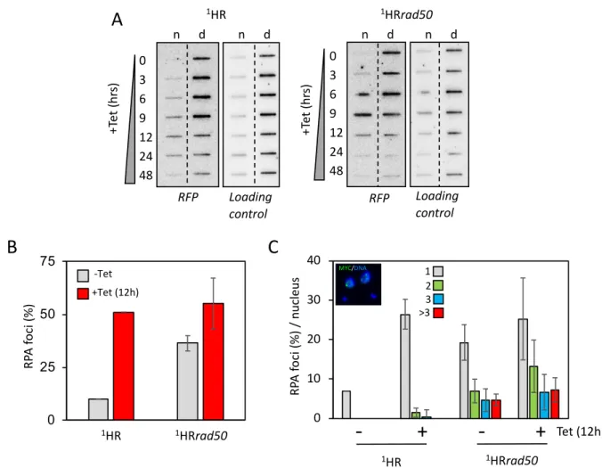 Figure 3: RAD50 directs resection at chromosome-internal locus. (A) Accumulation of ssDNA was 