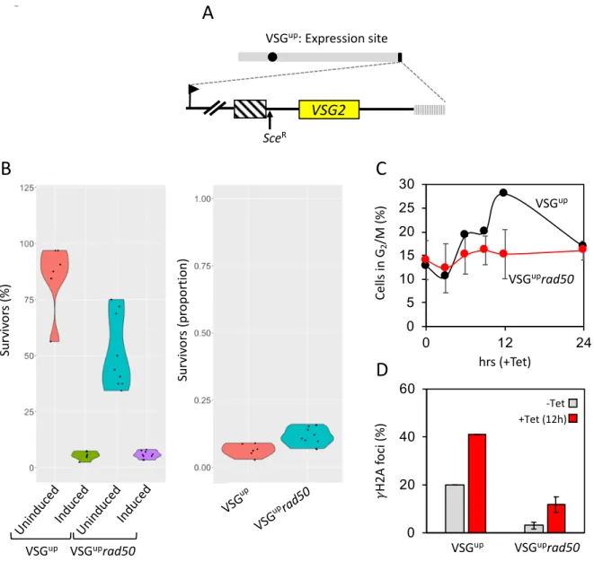 Figure 5:  RAD50 suppresses repair at a subtelomeric locus. (A) A schematic of the active expression 