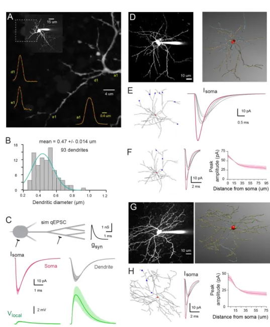 Figure  2.  Numerical  simulations  of  SC  dendrites  indicate  significant  cable  filtering  and  large 1061 