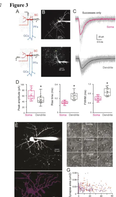 Figure 3. Difference in quantal EPSC properties and PSD area between the soma and dendrite 1088 