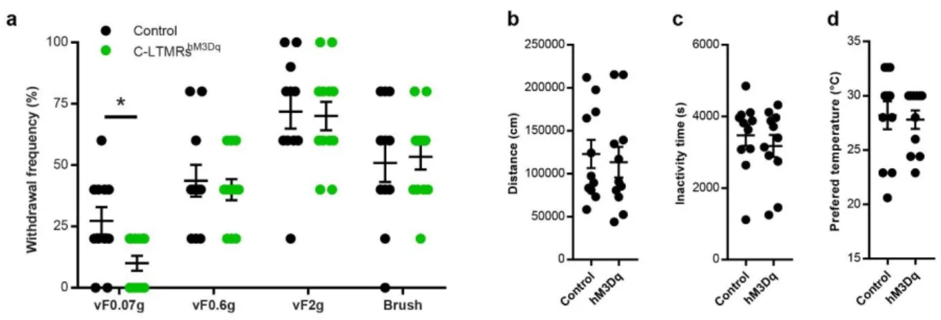 Figure  Supplementary  3:  Light  touch  perception  is  altered  by  C-LTMRs  exogenous  781 