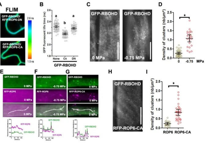 Figure 4: ROP6 interacts and forms nanoclusters with RBOHD at the PM. (A) GFP-RBOHD  fluorescence lifetime when co-express with dominant negative (RFP-ROP6-DN) or constitutive  active ROP6 (RFP-ROP6-DN) in transient expression in tobacco leaf epidermal cel