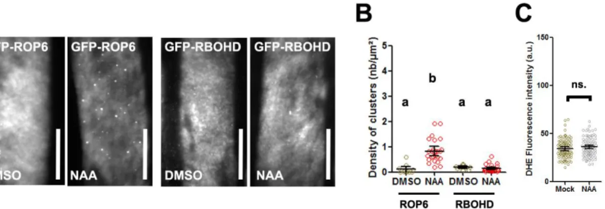 Figure 5: Auxin-stimulated ROP6 nanodomains are exempt from RBOHD. (A) TIRFM micrograph  of cell expressing GFP-ROP6 or GFP-RBOHD in control (DMSO) or 10 μM NAA for 1 hour