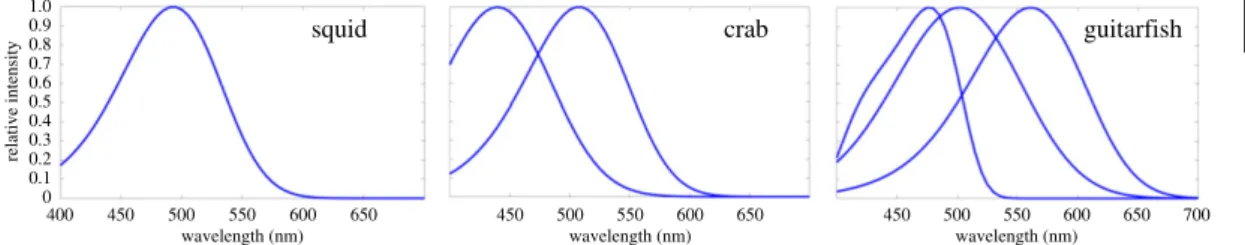 Figure 4. Spectral response curves of mono-, di- and trichromatic observers used in the study, normalized to have a value of 1 at peak wavelength.