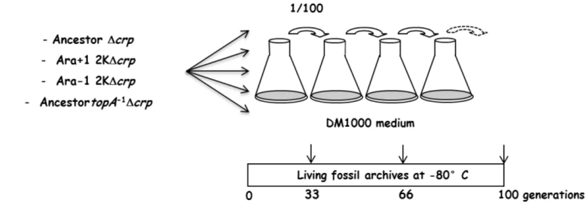 Figure 3 – Evolution experiments using four crp-deleted strains as ancestors (K: x1000 generations)
