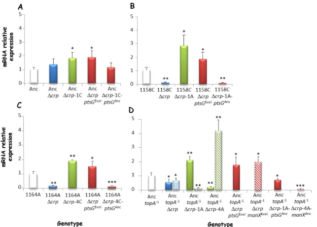 Fig.  2.2.  Expression  levels  of  the  ptsG  and  manX  genes.  Transcription  levels  were  measured  by  quantitative  real-time  PCR  (qRT-PCR)  for  the  four  crp-deleted  strains  (blue),  derived  evolved  clones  (green),  and  isogenic  construc