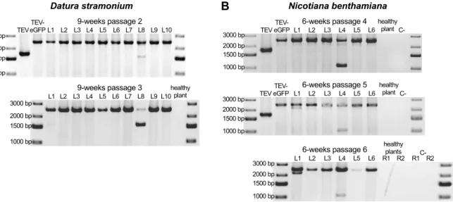Fig. 1.2. Deletion detection in the eGFP gene. Agarose gels with RT-PCR products of the  region encompassing the eGFP gene