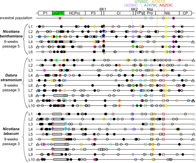 Fig.  1.3.  Genomes  of  the  TEV-eGFP  lineages  evolved  the  three  different  hosts  as  compared  to  the  ancestral  lineage