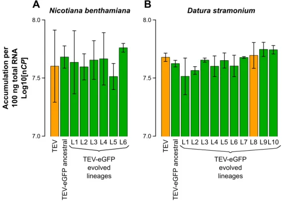 Fig.  1.4.  Virus  accumulation  of  the  evolved  and  ancestral  lineages.  Virus  accumulation,  as  determined by accumulation experiments and RT-qPCR at 10 dpi, of TEV, the ancestral  TEV-eGFP, and the evolved TEV-eGFP lineages in N