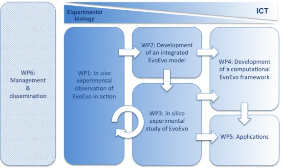 Figure  1  –  Organization  of  the  EvoEvo  project.  Arrows  indicate  dependencies  between  the  workpackages