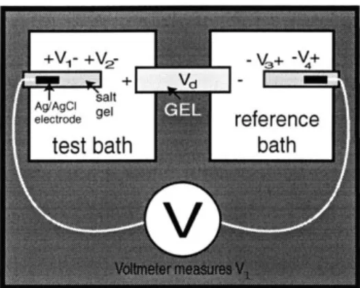 Figure  2-1:  Schematic  diagram  illustrating ad- ad-ditional  junction  potentials  occurring  in   mea-surement  of gel  voltage