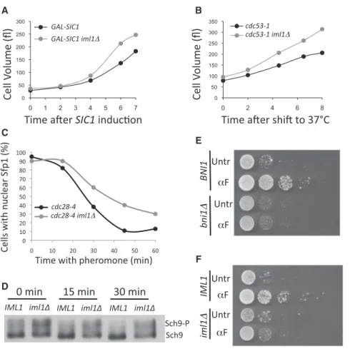 Figure 6. Effects of Unrestrained TORC1 Activity on Polarized Growth and Cell Survival during  Pro-longed Pheromone arrest