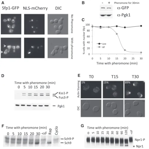 Figure 2. The TORC1 Target Sfp1-GFP Is Exported from the Nucleus after Pheromone Treatment