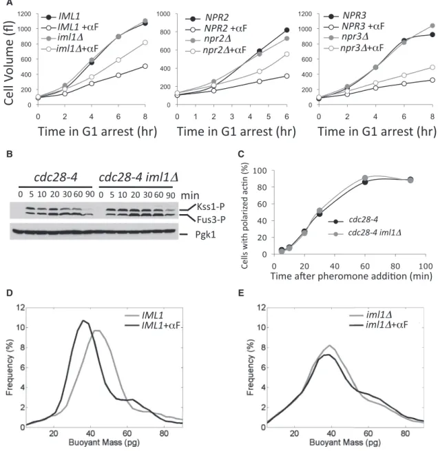 Figure 5. Inactivation of the Iml1 Complex Partially Alleviates the Growth Inhibition Caused by Polarization of the Actin Cytoskeleton