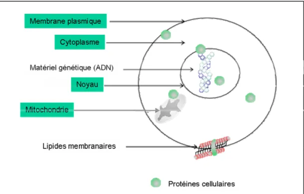 Figure 1: Les données qualitatives: exemple de la localisation cellulaire des  protéines 