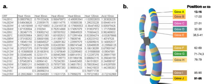 Figure 2: Les données numériques: les exemples des puces à ADN et de la  localisation chromosomique  