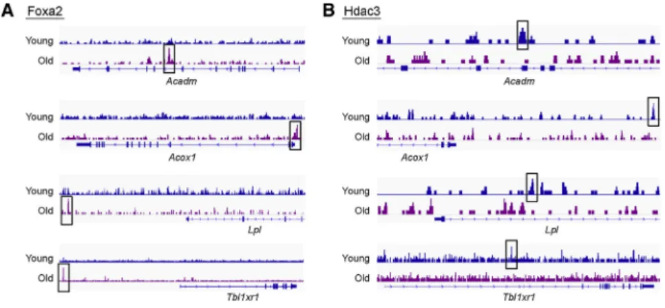 Figure 5. Foxa2 and Hdac3 Exhibit Recip- Recip-rocal Binding Pattern at PPAR a Targets (A and B) Chip-seq track view of (A) Foxa2 and (B) Hdac3 binding in young and old livers at the loci encoding Ppara targets.