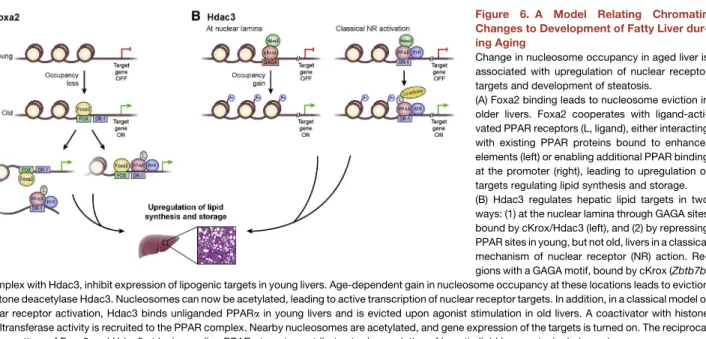 Figure 6. A Model Relating Chromatin Changes to Development of Fatty Liver  dur-ing Agdur-ing