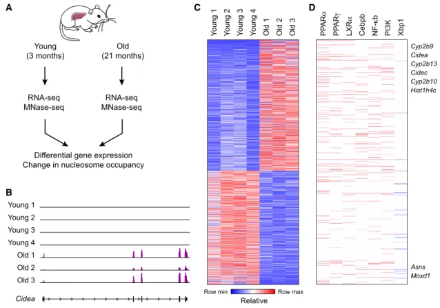Figure 1. Nuclear-Receptor-Dependent and Inflammatory Targets Are Induced during Physiological Aging in the Liver