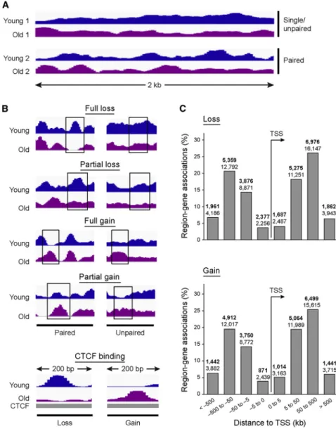 Figure 2. Characterization of Regions of Age-Dependent Change in Nucleosome Occupancy