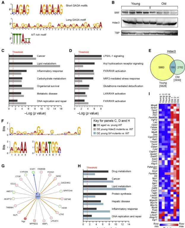 Figure 4. Regulators Associated with Nuclear Lamina Are Implicated in Mediating Age-Dependent Dysfunction in the Liver
