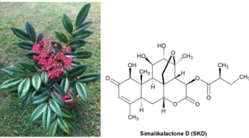 Figure 1. Picture of Simarouba tulae plant and structure of similikalactone D (SKD). 