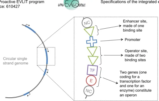 Figure  5  –  (A)  Three  examples  of  pearls  sequences  coding  for  a  functional  region