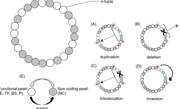 Figure  7  -  Overview  of  the  genome  structure.  The  genome  is  a  circular  single-strand  sequence  of  pearls,  each coding for a 