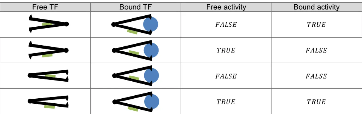 Table 2 - The TF is represented in black, its active site (the part which allow the TF to bind on the binding  site) being represented in green