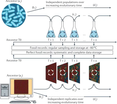 Figure 9 – Parallel in vivo (top) and in silico (bottom) experimental evolution. The experiments conducted in  vivo are mimicked in the computational framework