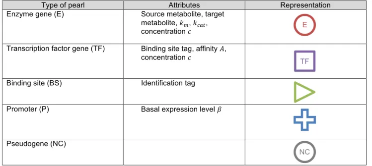 Table 1 - Types of pearl in the basic network model. Note that this formalism simplifies the future extensions  of the model
