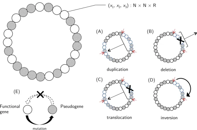 Figure  6  -  Overview  of  the  genome  structure.  Genome  is  a  circular  single-strand  sequence  of  pearls,  each  coding  for  a  triplet  (x1,  x2,  x3)  :  ℕ×ℕ×ℝ 