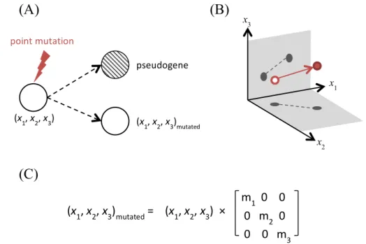 Figure 7 - Effects of a point mutation on a gene. (A) Due to potential deleterious effects of a  point  mutation  (substitution,  indels)  on  a  real  nucleotidic  sequence,  a  point  mutation  can  transform a functional gene in pseudogene