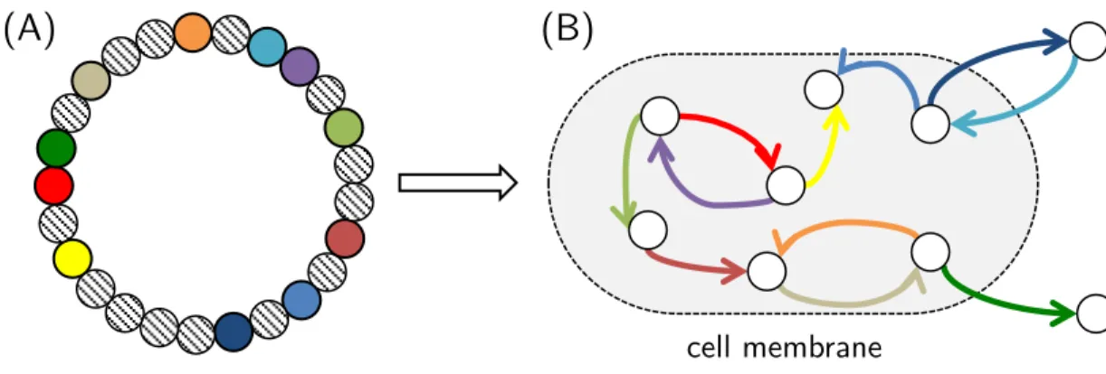 Figure  8  -  The  genome  codes  for  a  metabolic  network.  (A)  Each  active  gene  produces  enzymes catalysing reactions of the form s → p, where enzyme activity is implicit