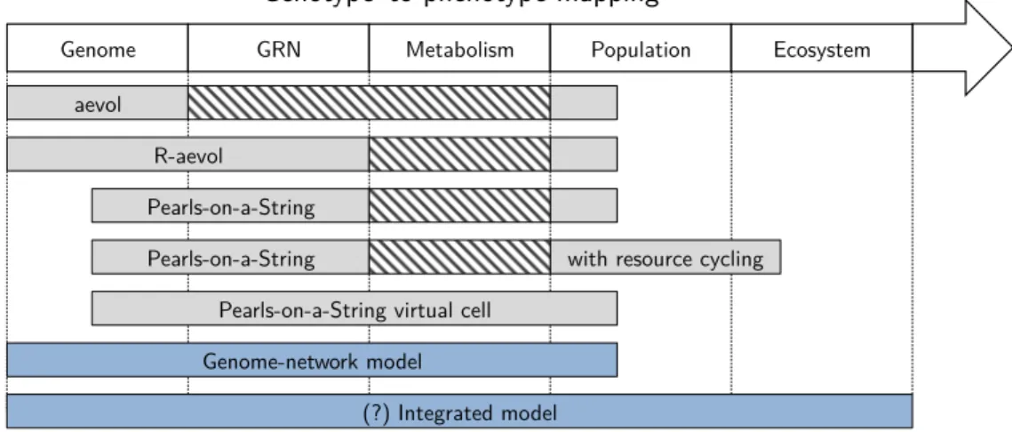 Figure 1 - Models developed by INRIA and UU cover multiple levels of organization. Aevol  models the evolution of genome structure