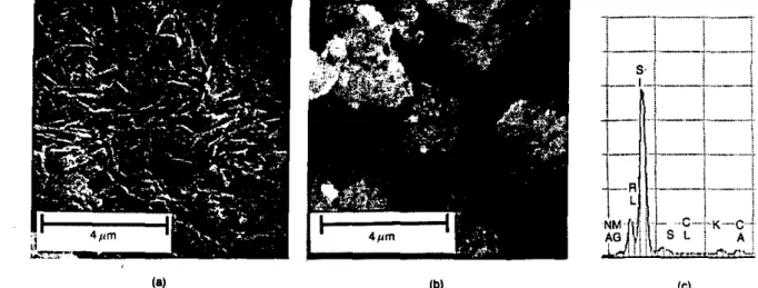 Fig. J. The FEM/EDXA analysis for natural zeolite: (a) fracture surface of zeolite; (b) powdered zeolire; (c) EDXA spectrum