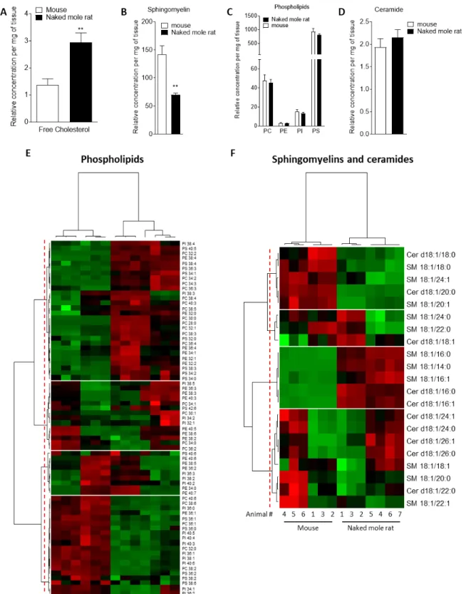 Figure 1. Mass Spectrometry of brain derived total lipid extract. (A-D) Quantification of cholesterol  (A),  sphingomyelin  (B),  phosphatidylcholine  (PC),  phosphatidylethanolamine  (PE),  phosphatidylinositol  (PI)  and  phosphatidylserine  (PS)  (C),  