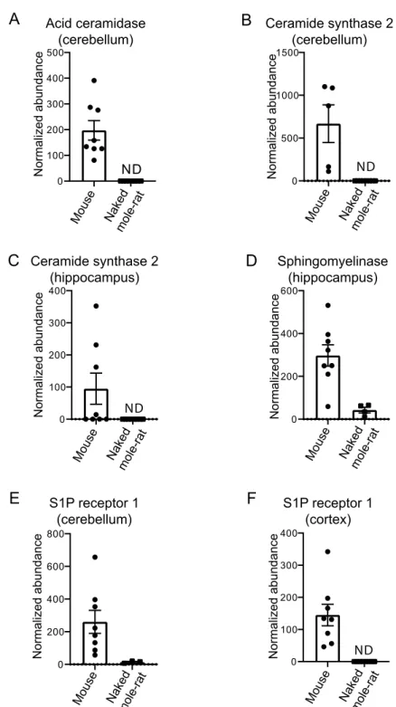 Figure 2.  Differential proteins in mouse compared to naked mole-rats. (A) Differential levels of acid  ceramidase in cerebellar tissue