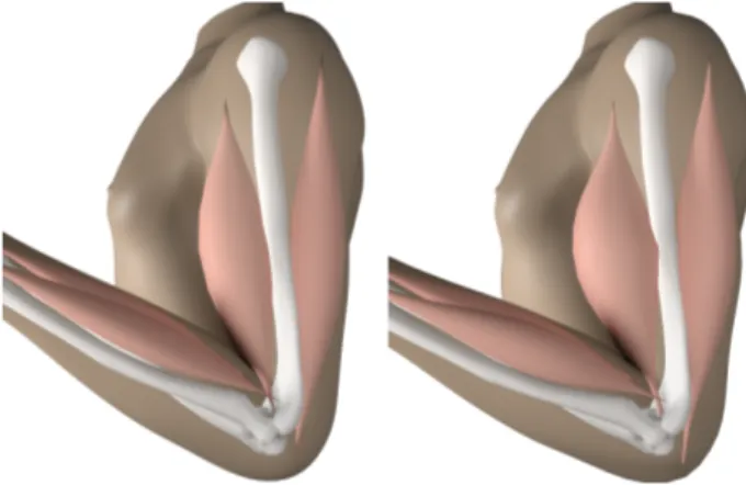 Figure 14. Left, normal biceps curl. Right, muscle width increased by 30%.